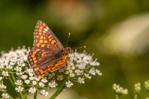 更年期に伴うデリケートゾーンの低下の原因は何ですか？