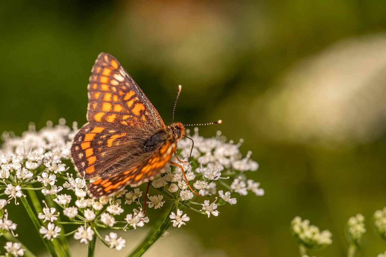 更年期におけるデリケートゾーンを強くするための検査方法は？