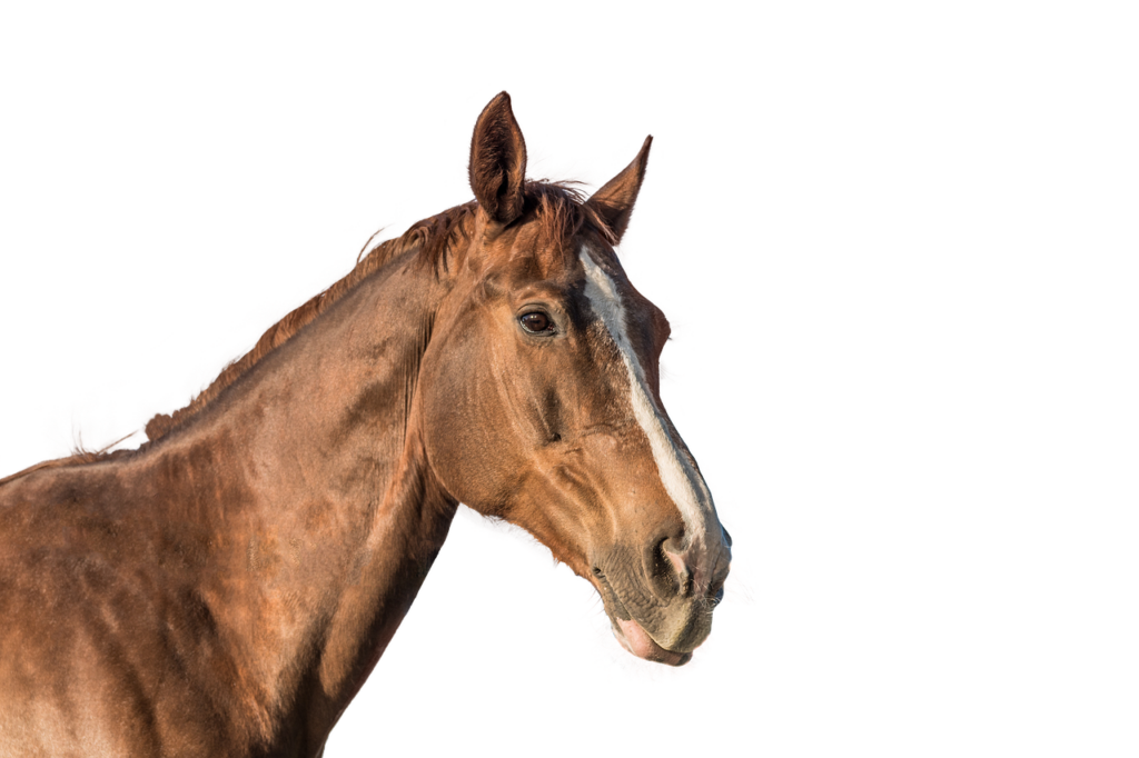 夜勤免除申請書の書き方はどのようにすればいいですか？