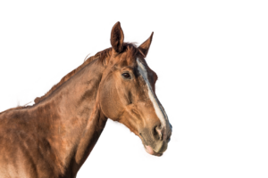 夜勤免除申請書の書き方はどのようにすればいいですか？