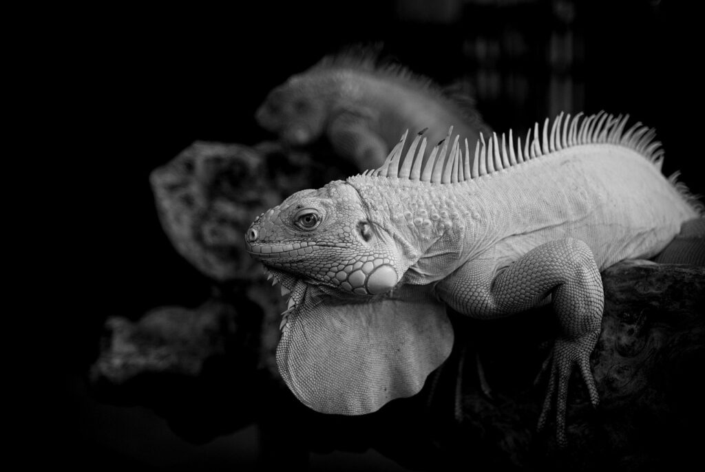 排卵期のデリケートゾーンの不快感はいつまで続くのが原因？