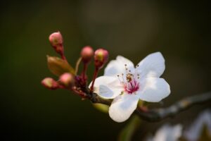 妊活におけるデリケートゾーンの乱れの原因とは？