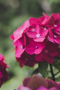 更年期の乱れやおりものに効果的なサプリのおすすめは？